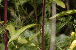 Smooth yellow false foxglove